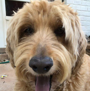 Meet your Posher, Barbara